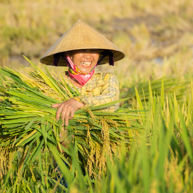 Truongdinhanh rice cover