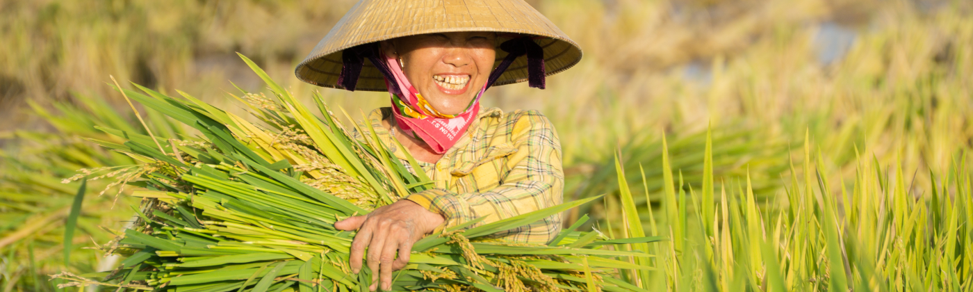 Truongdinhanh rice banner