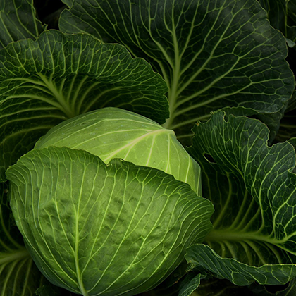 Cabbage 420